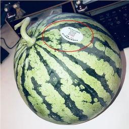 网红吃瓜社区,揭秘娱乐圈幕后真相，带你领略网络红人的真实生活