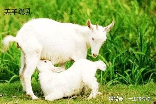 网红小羊在线吃瓜视频,揭秘娱乐圈幕后真相